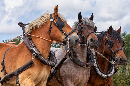 Portrait de tête de cheval de trait