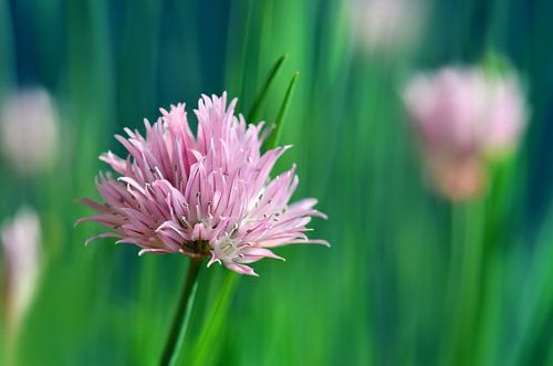 Allium