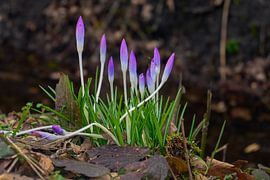 Spring blooms: Purple crocuses coming into bloom in the countryside