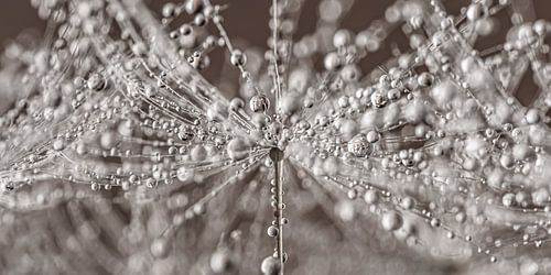 Panorama of droplets on a dandelion by Marjolijn van den Berg