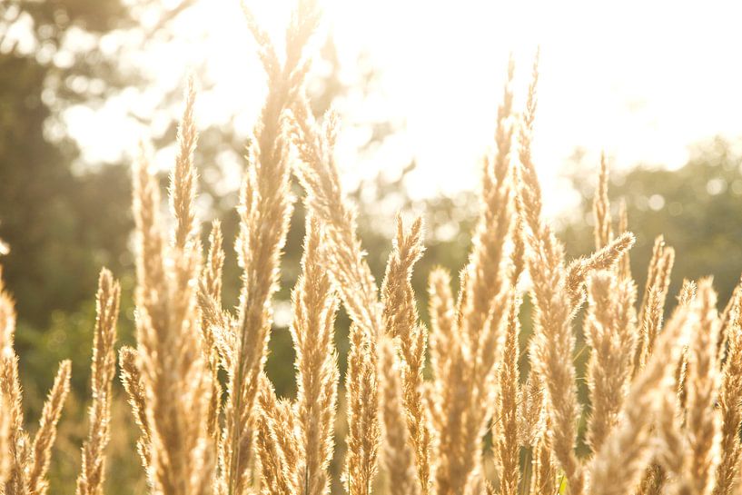 Grain in the sun by Nathan Marcusse