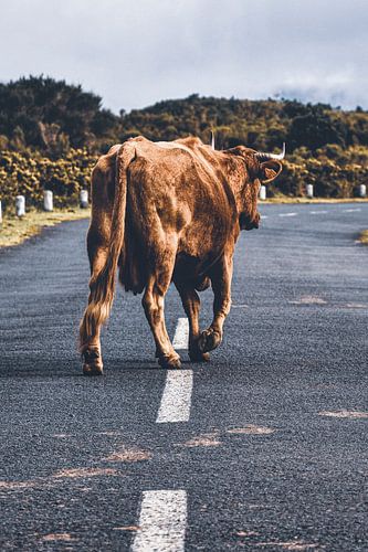 Die Kuh auf Wanderschaft