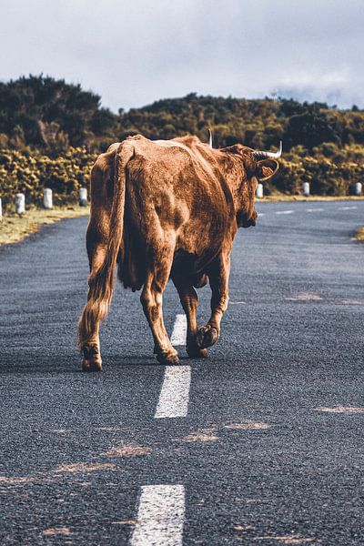 The cow on the move by Nadine Rall