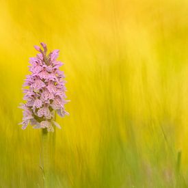 Orchidee van Douwe Schut