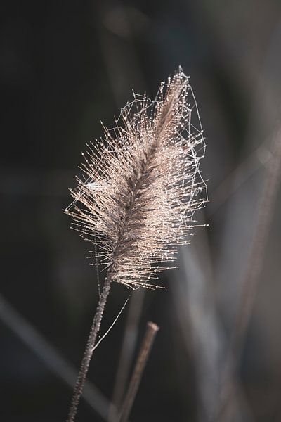 Beautiful Fountain Grass in Winter by Imladris Images