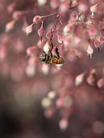 Le rêve de l'abeille rose