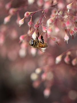 Le rêve de l'abeille rose sur SallysMacroworld