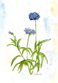 Kornblumenwiese von Sandra Steinke