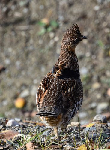 Een houtsnip met kuif in de herfst