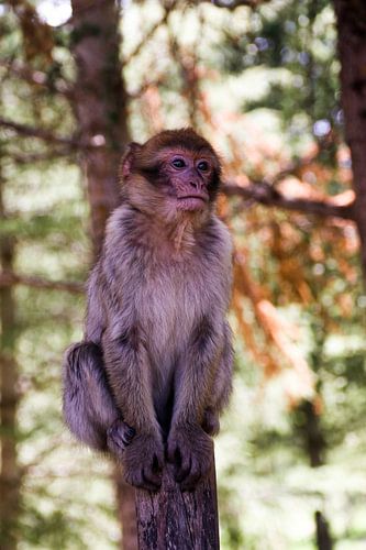 baby monkey quietly waiting for his sweet treat