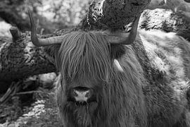 Scottish Highlander on Tiengemeten by Merijn Loch