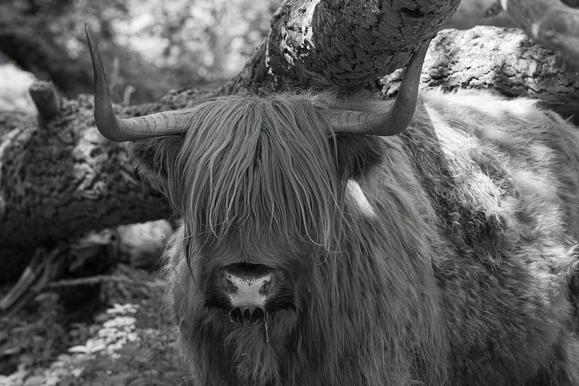 Schotse hooglander op Tiengemeten van Merijn Loch