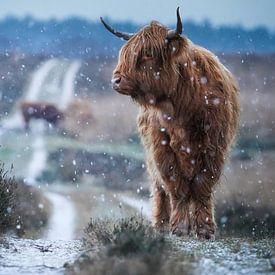 Schottischer Highlander im Schnee von Tom Zwerver