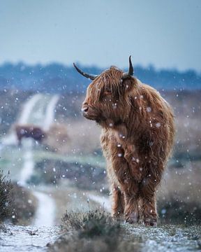Schotse Hooglander in de sneeuw van Tom Zwerver