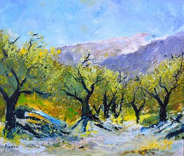 Olive trees in provence