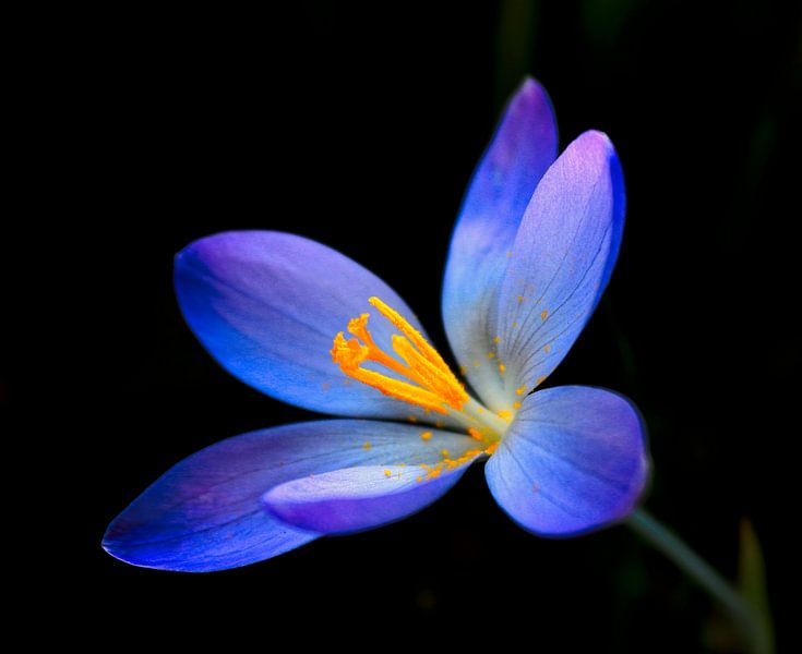 crocus par Lens Design Studio