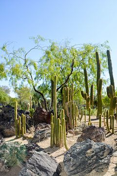 Cactus Garden, Henderson by GH Foto & Artdesign