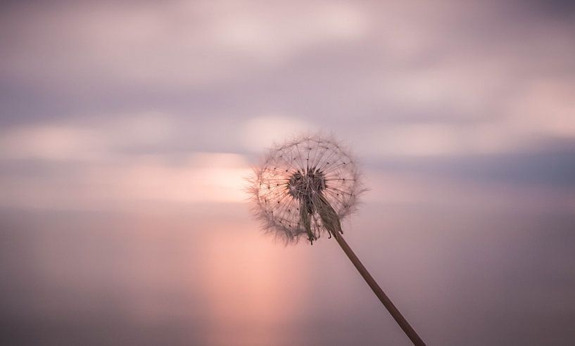 Zonnebloem bij avondrood by Jolien Kramer