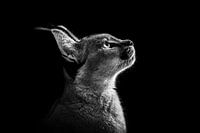 Caracal kijkt omhoog