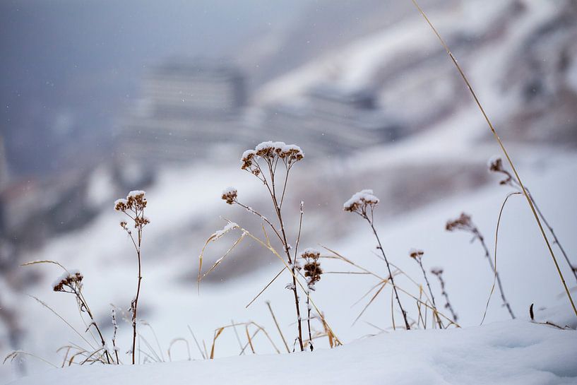 sneeuwbloemen par kees wolthoorn