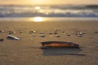 Shell on the beach
