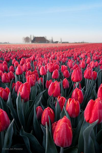 Frostiges Rot von Dirk Jan Piersma
