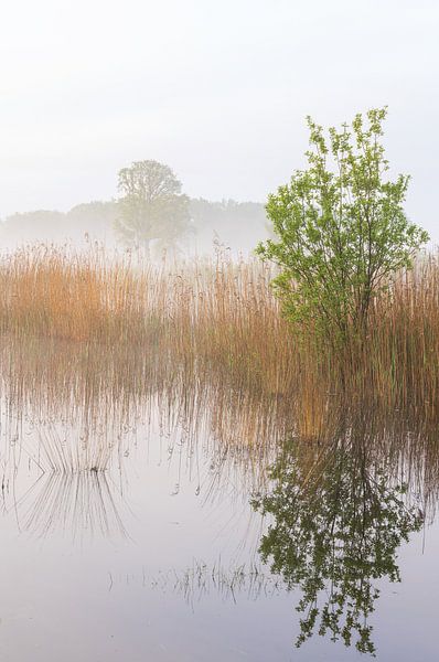 Sunrise Dwingelderveld (Netherlands) by Marcel Kerdijk