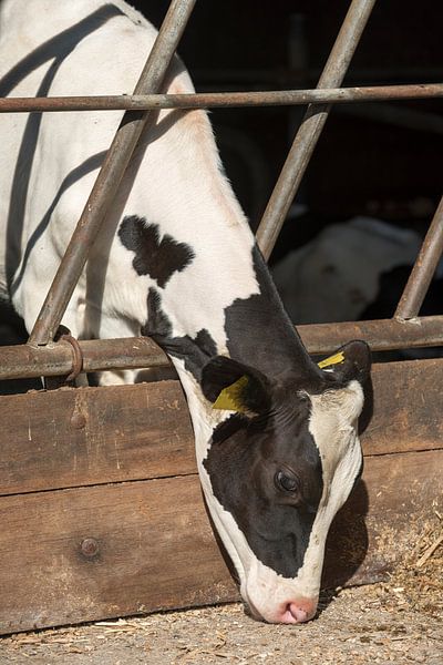 Jonge melkkoe in een stal van Tonko Oosterink