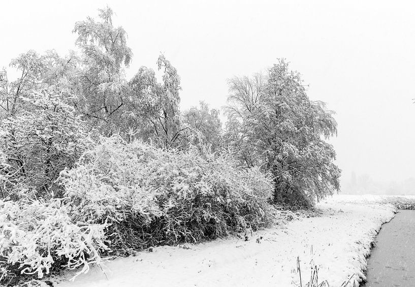 Paysage d'hiver avec des arbres et un bord de mer par AwesomePics