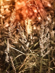 Grass in the light by Max Steinwald