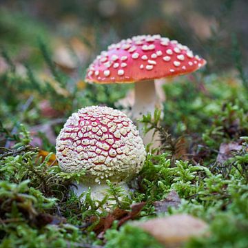 Toadstools in the forest by Heiko Kueverling