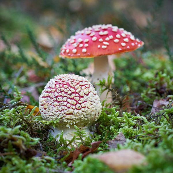 Amanite dans la forêt par Heiko Kueverling