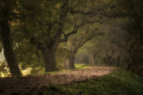 De magie van bomen op Landgoed Marienwaerdt