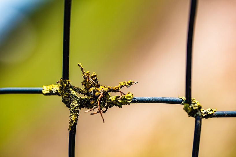 Growing anywhere by kitty van gemert