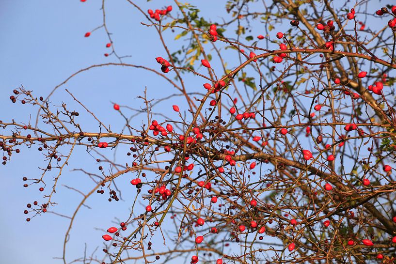 Rose hips by Thomas Jäger