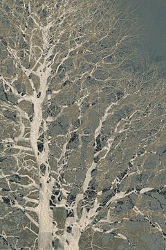 Unter den Zweigen von Yanuschka | Fotografie Noordwijk