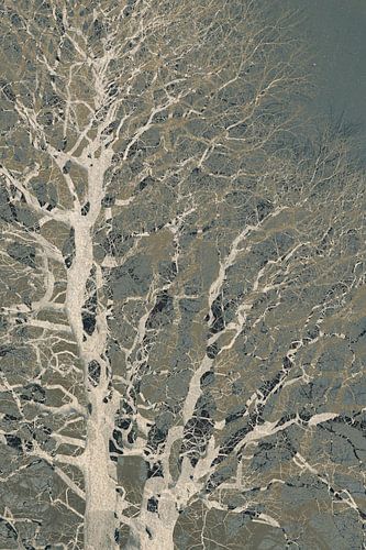 Among the branches by Yanuschka | Fotografie Noordwijk