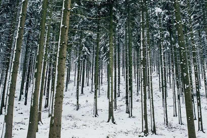 Snowy Trees by Patrycja Polechonska