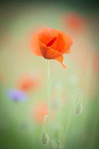 Coquelicot
