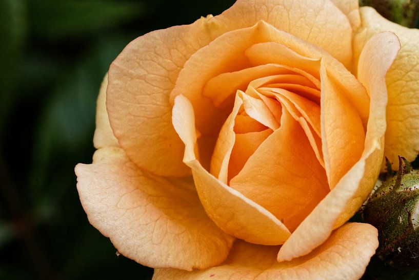 gelbe Rosenblüte von Alexander Ließ