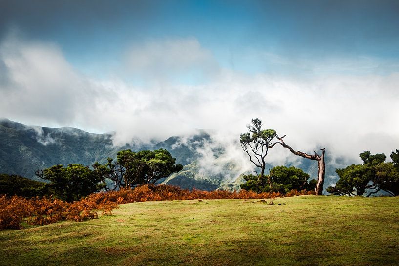 Contrastrijke herfstkleuren bij Fanal | Madeira van Daan Duvillier | Regio in de Kijker