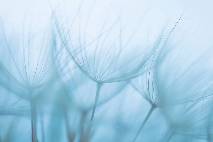 Midnight blue ( close up van zaadpluizen in blauwe tint) van Birgitte Bergman