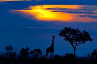 A Giraffe at Sunset, Mario Moreno by 1x thumbnail