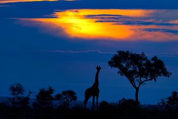 Une girafe au coucher du soleil