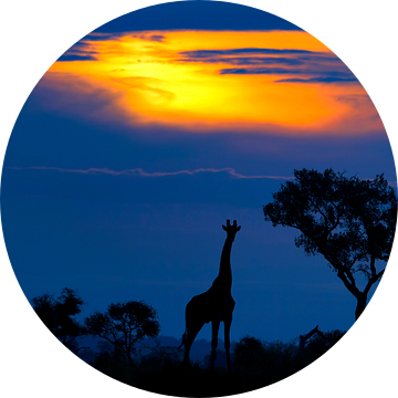 Een Giraf bij zonsondergang, Mario Moreno van 1x