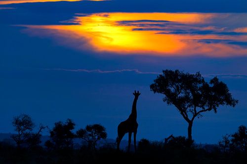 Eine Giraffe bei Sonnenuntergang