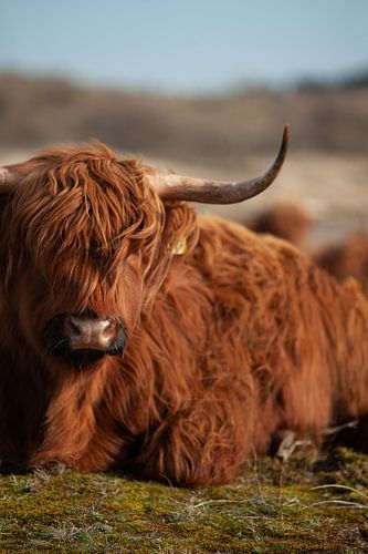 Highland Cow, Kennermerdunes, Haarlem, NL