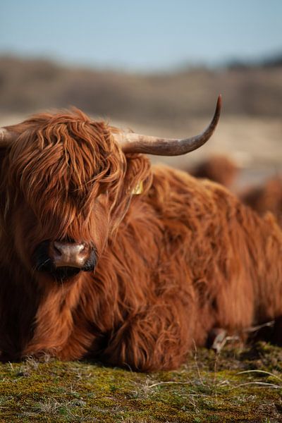 Schotse hooglander in kleur, Kennermerduinen van Tim van Rooijen