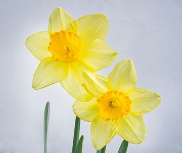 Two Yellow Daffodils on White by Iris Holzer Richardson