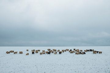 Schapen in de sneeuw van Douwe Schut